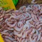 قیمت میگوی بوشهر نجومی شد