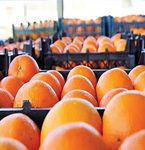 گرانی ۲۴۰ درصدی میوه تنظیم بازار در بوشهر