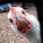 مرغ بال درآورد!