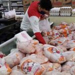 قیمت مرغ در بوشهر، گرانتر از همه جا!