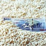 برنج دولتی در بوشهر ۲۵۰ درصد گران شد