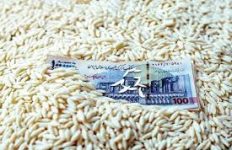 برنج دولتی در بوشهر ۲۵۰ درصد گران شد